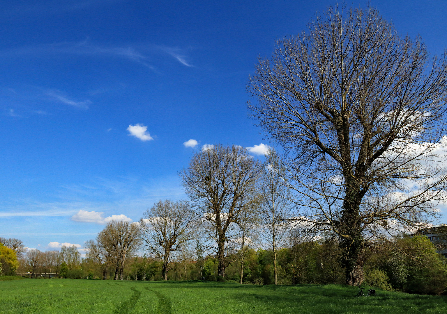 Die alten Pappeln