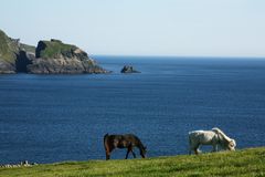 Die alten Pferde und das Meer