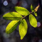 Die alten Rosenblätter