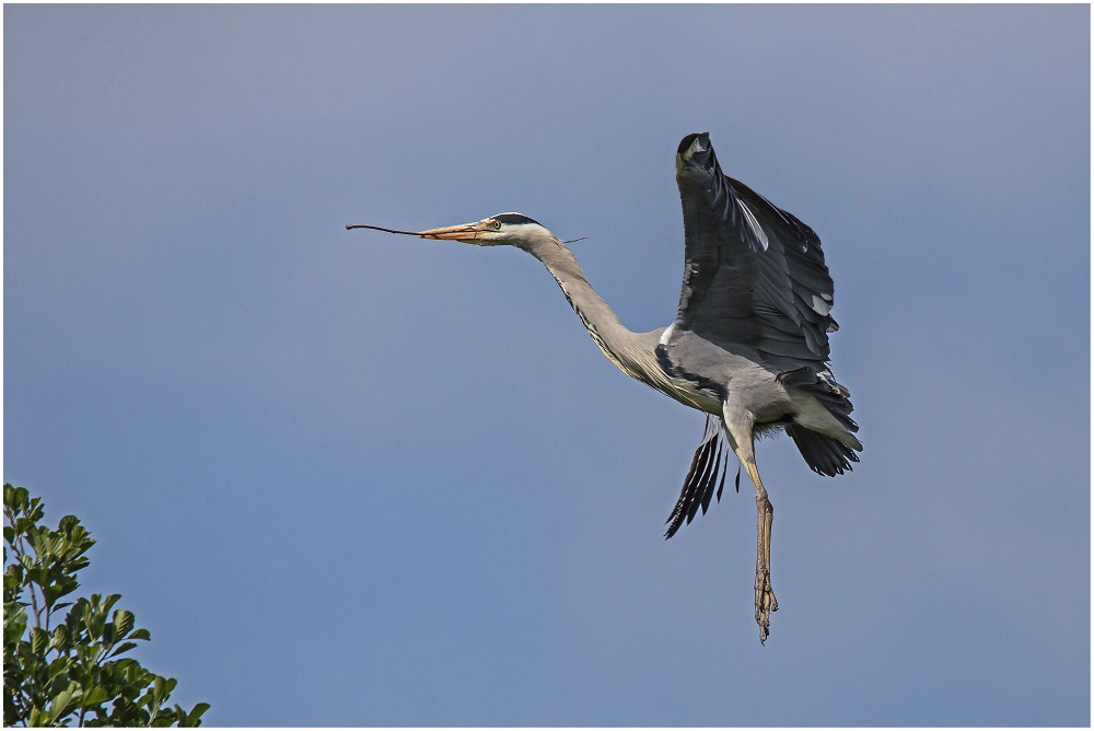 Die Altvögel