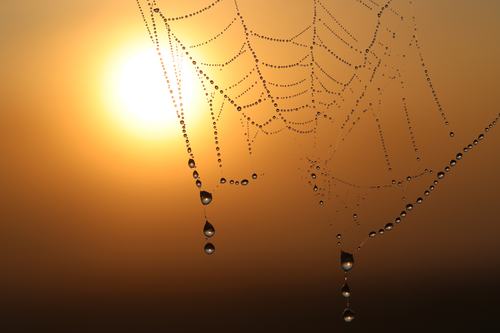                     Die Altweiberspinne;)