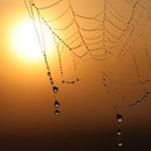                     Die Altweiberspinne;)