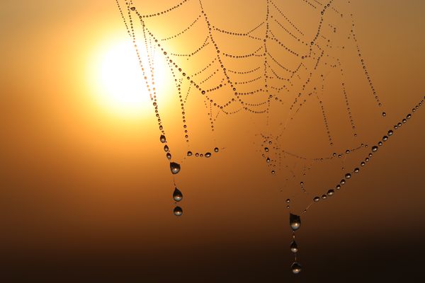                     Die Altweiberspinne;)