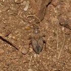 Die am Boden gut getarnte Wanze EMBLETHIS VERBASCI aus der Familie der Rhyparochromidae