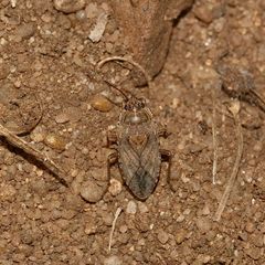 Die am Boden gut getarnte Wanze EMBLETHIS VERBASCI aus der Familie der Rhyparochromidae