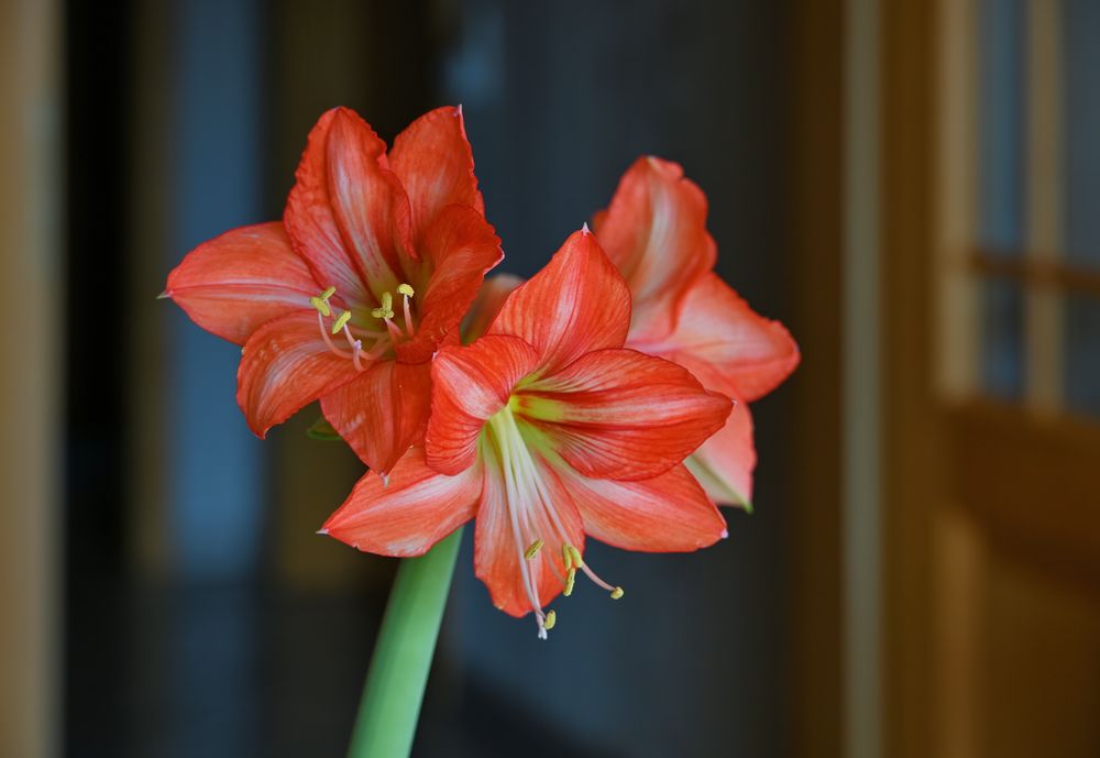 die Amaryllis....