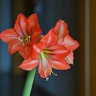 die Amaryllis....