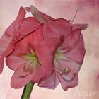  die Amaryllis