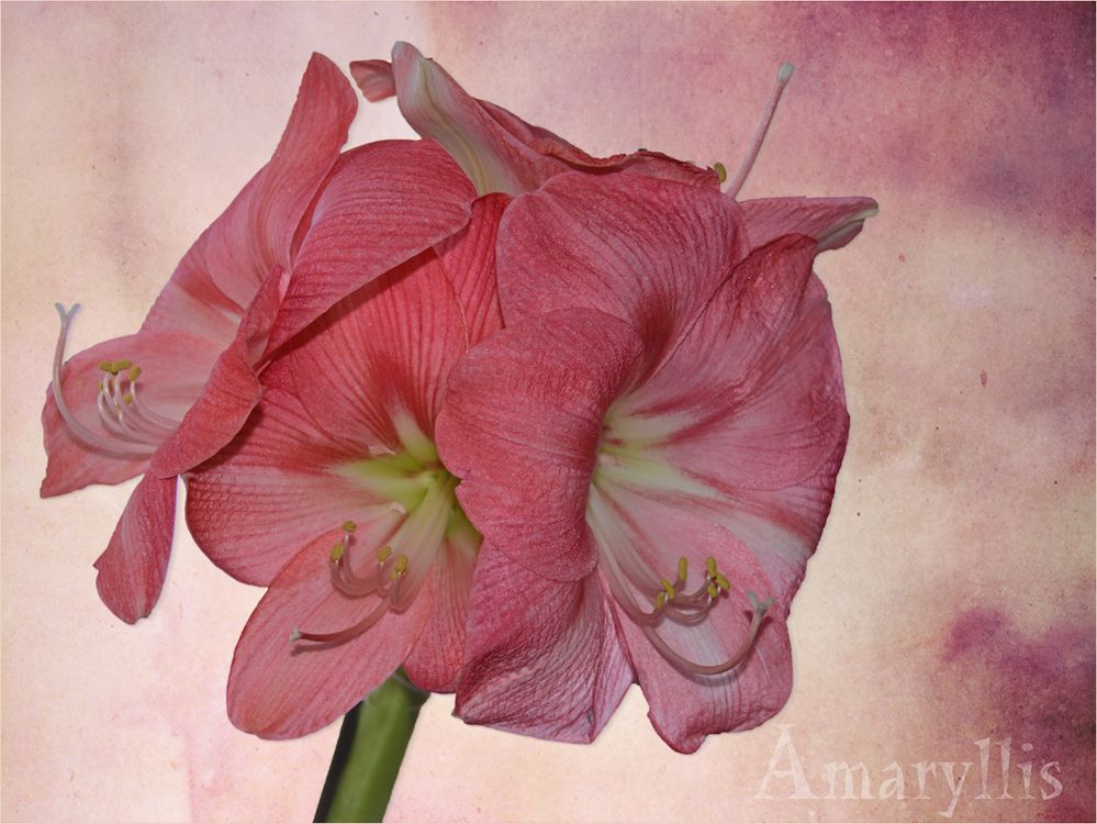  die Amaryllis