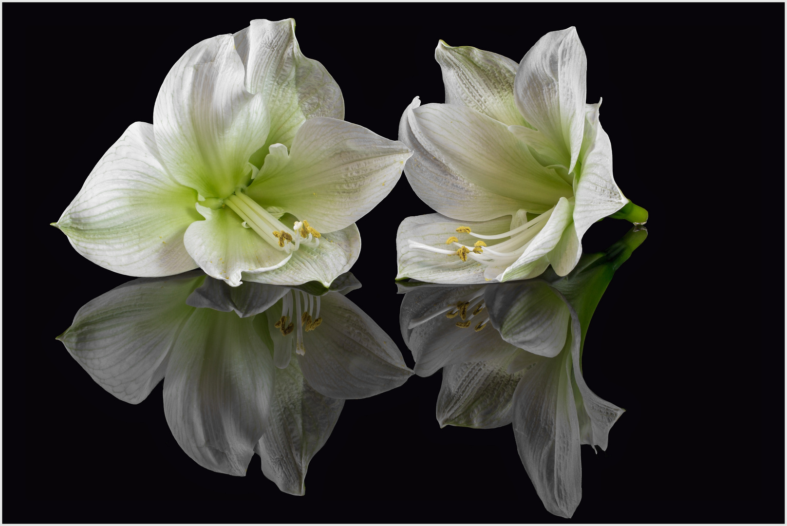 Die Amaryllis