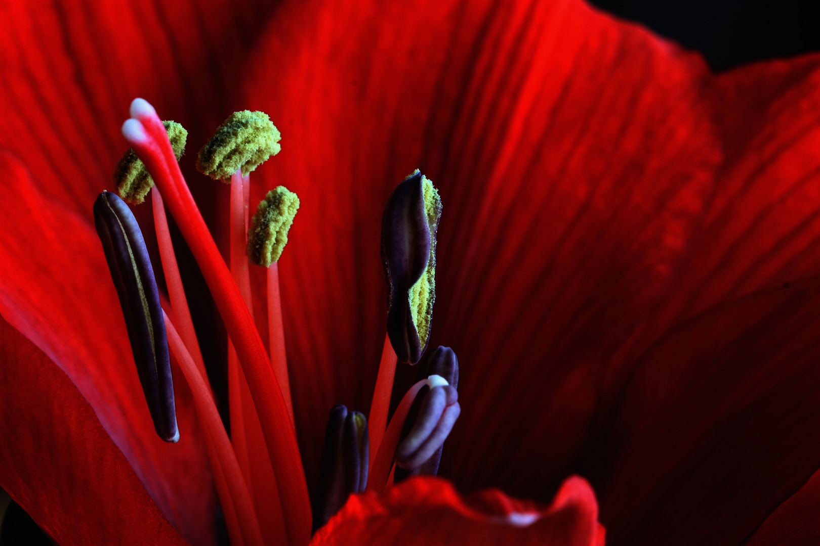 Die Amaryllis lässt tief blicken