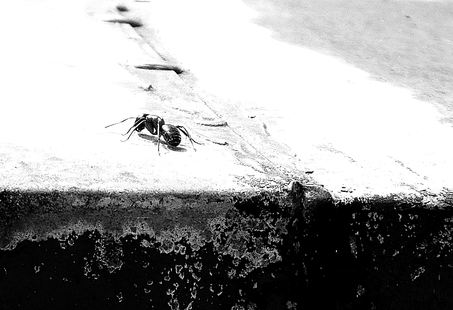 Die Ameise auf dem heißen Blechdach 