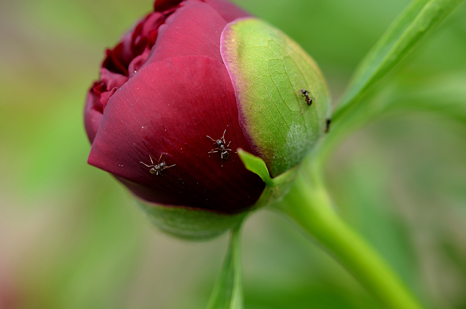 Die Ameise auf der Blume