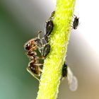 Die Ameise beim Blattläuse "melken"