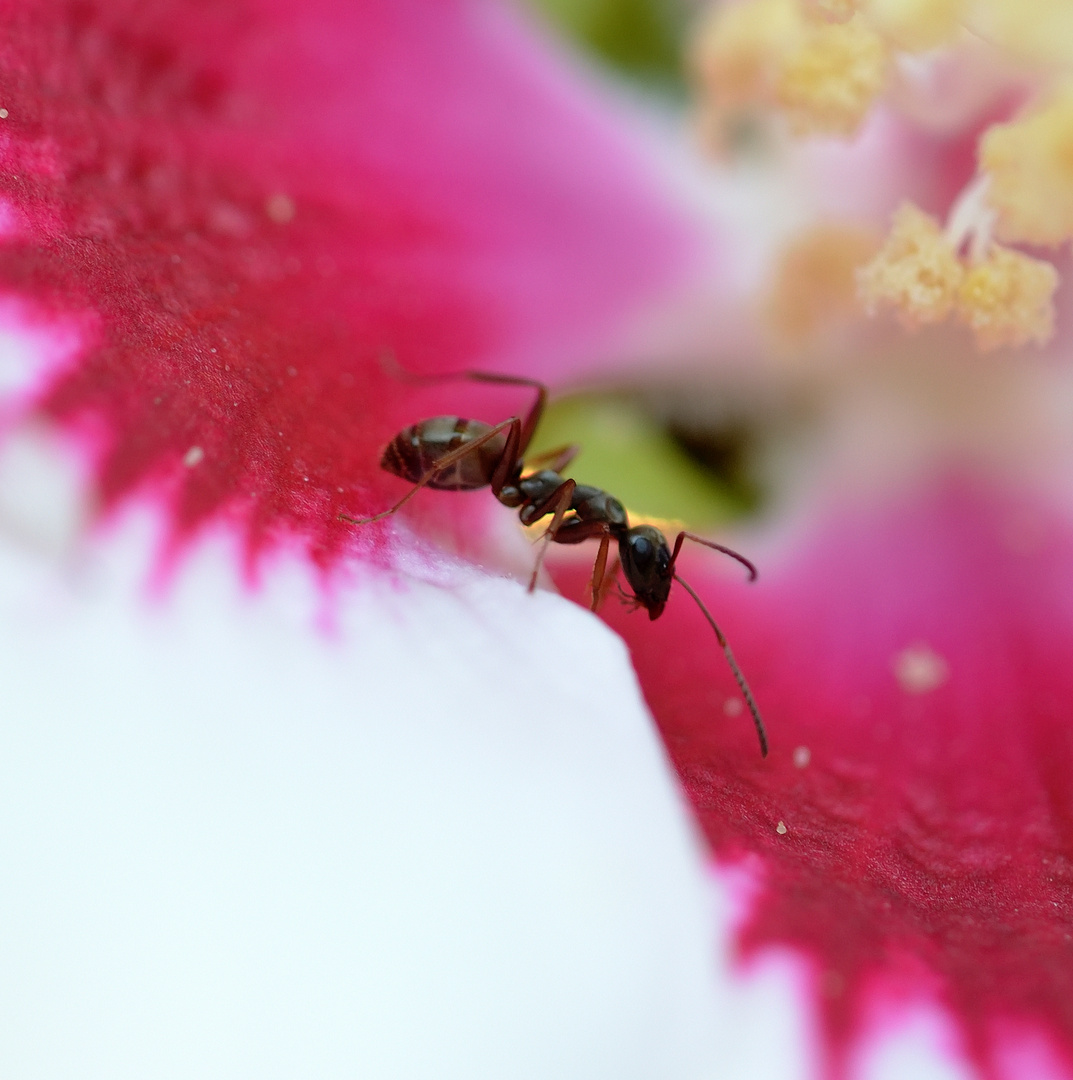 Die Ameise in der Hibiskusblüte