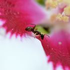 Die Ameise in der Hibiskusblüte