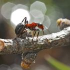 Die Ameise überquert den Bergbach... - La fourmi traverse le ruisseau.