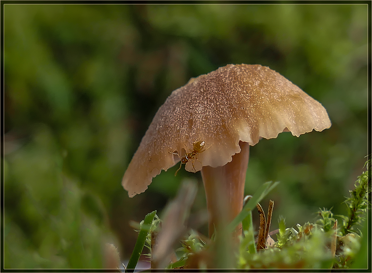 Die Ameise und der Pilz