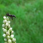 Die Ameisensichelwanze