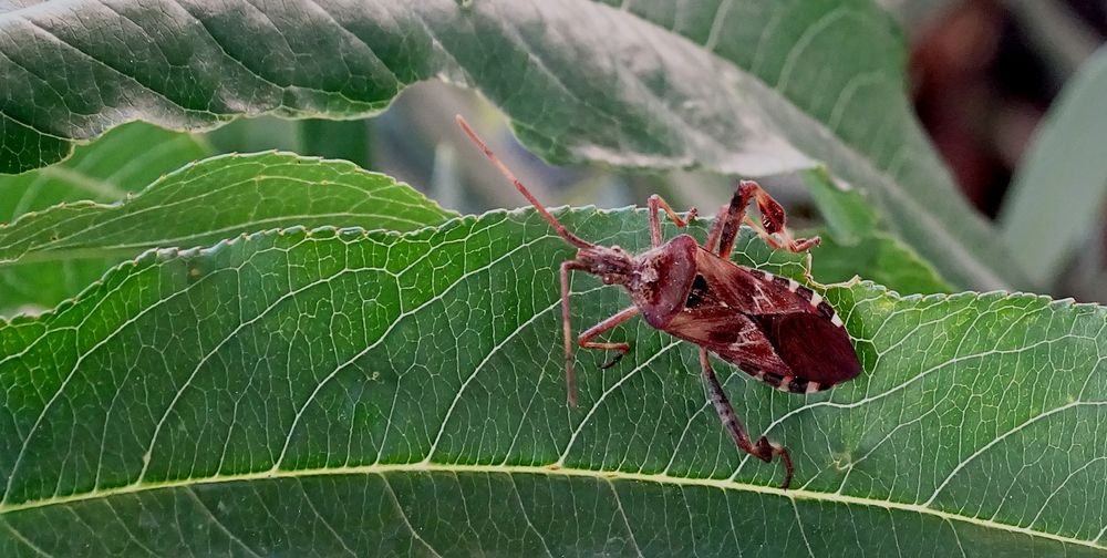 Die Amerikanische Kiefern- oder Zapfenwanze (Leptoglossus occidentalis)...