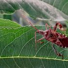 Die Amerikanische Kiefern- oder Zapfenwanze (Leptoglossus occidentalis)...