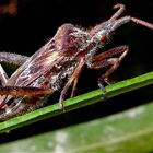 Die Amerikanische Zapfenwanze (Leptoglossus occidentalis), Düsseldorf, 1.10.2012