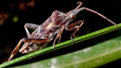 Die Amerikanische Zapfenwanze (Leptoglossus occidentalis), Düsseldorf, 1.10.2012