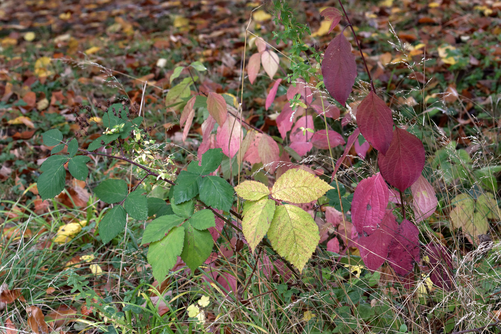 Die Ampelfarben des Herbstes