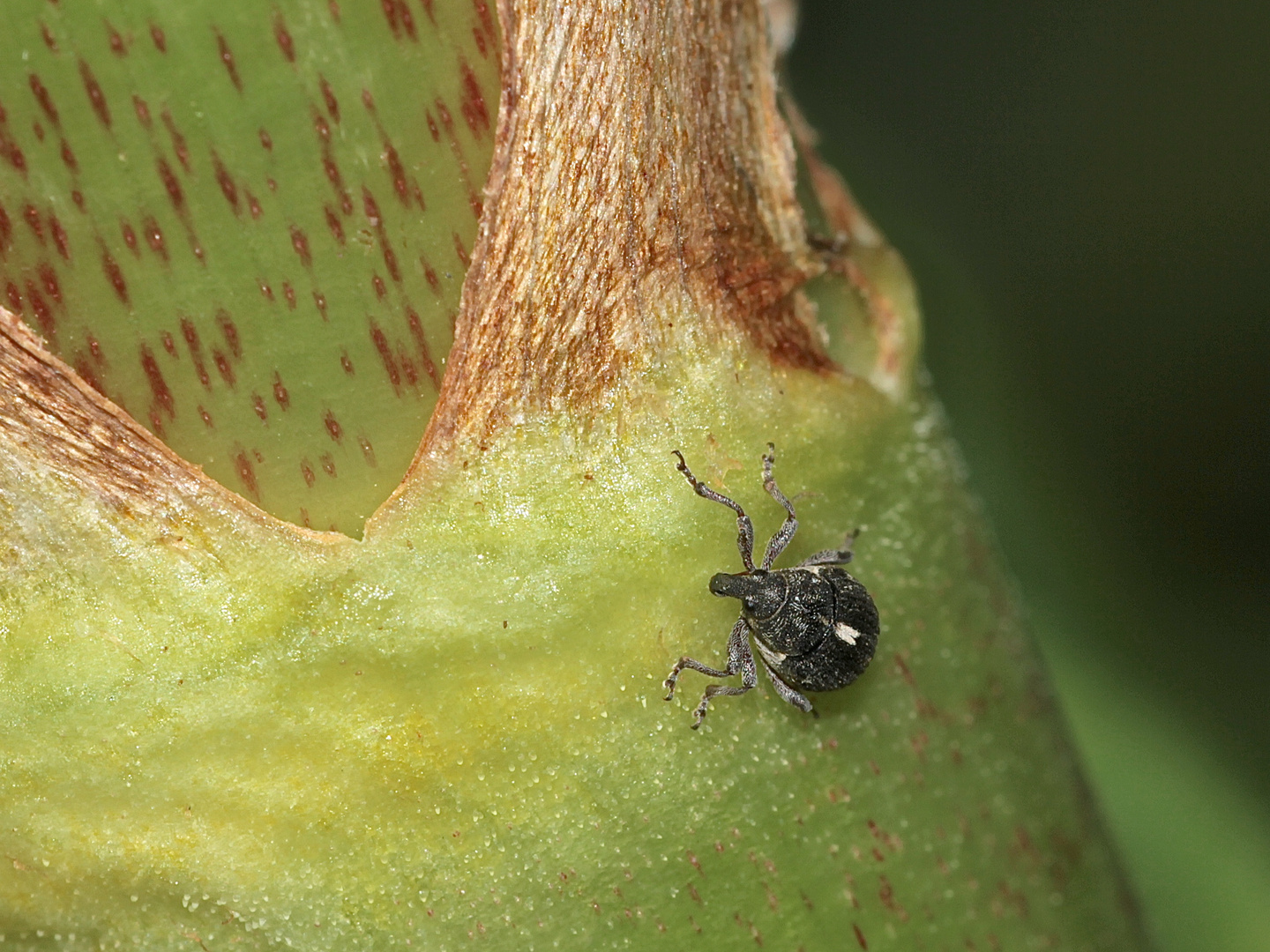 Die Ampfer-Dicknase :-) - Rhinoncus pericarpius ...