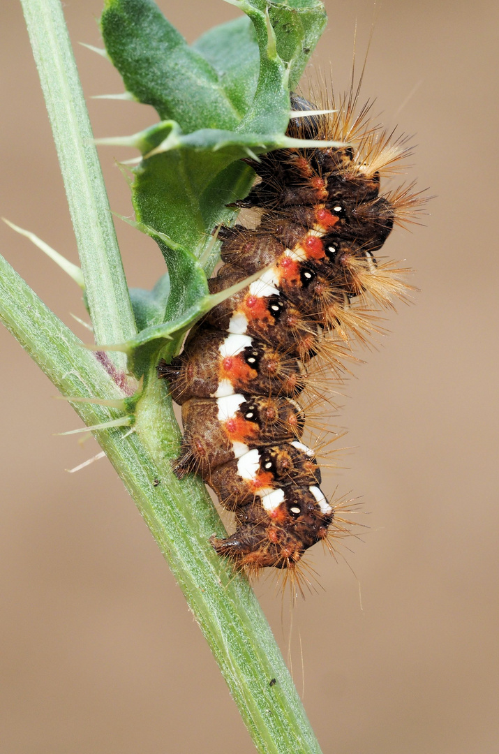 Die Ampfer Rindeneule hockt auf der Distel....