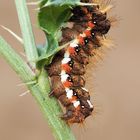 Die Ampfer Rindeneule hockt auf der Distel....