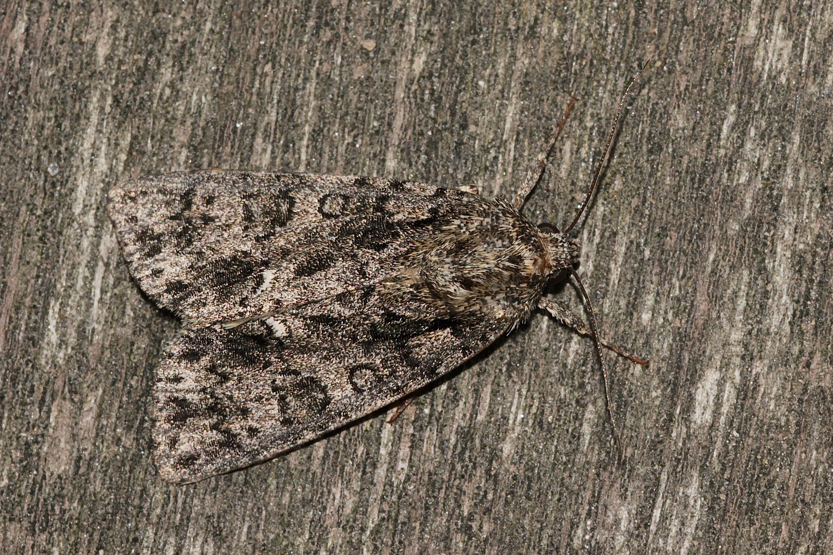 Die Ampfereule - Acronicta rumicis