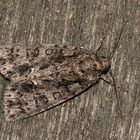 Die Ampfereule - Acronicta rumicis