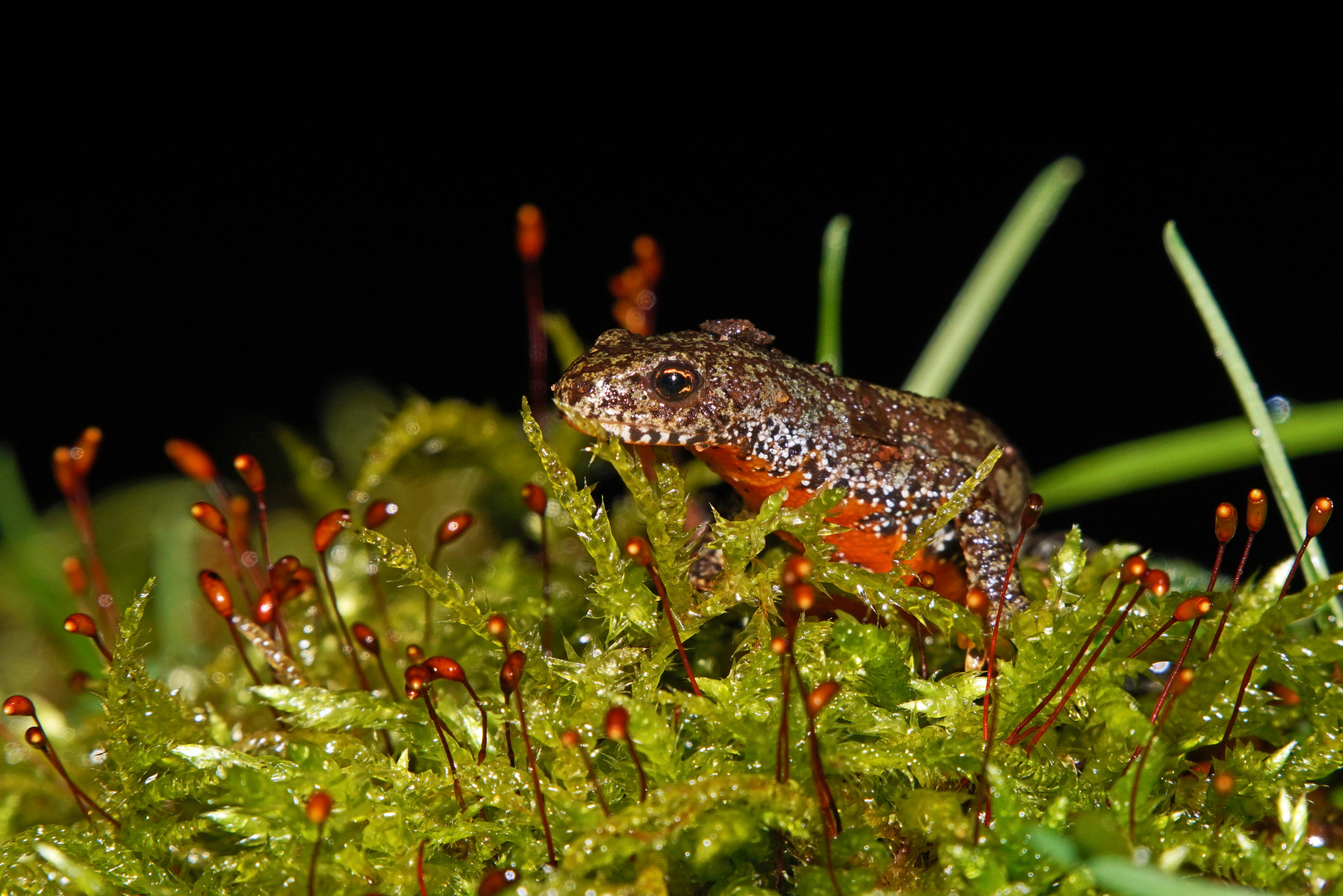 Die Amphibien wandern endlich wieder... Foto & Bild deutschland