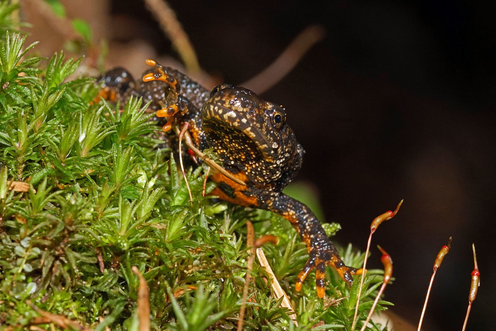 Die Amphibienwanderung 2021 hat begonnen...