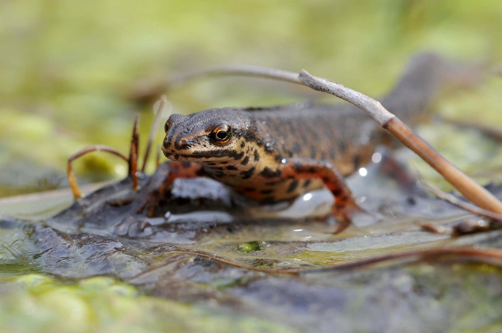 Die Amphibienwanderung hat begonnen