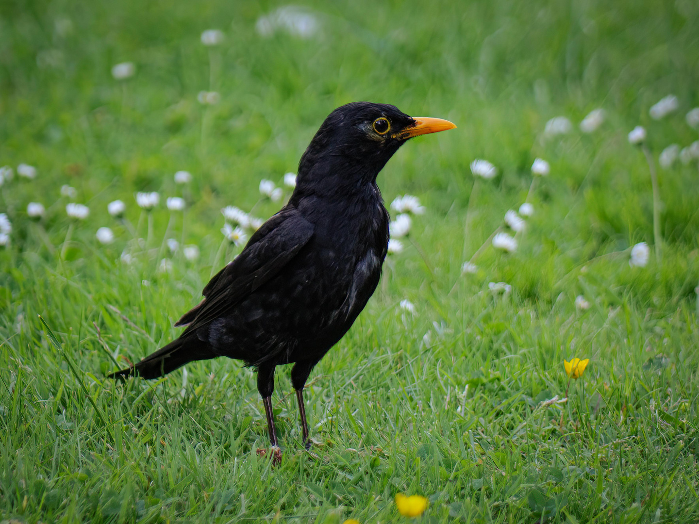 - Die Amsel - 