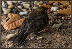 DIE AMSEL