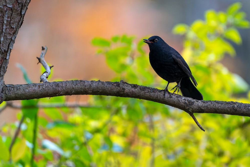 Die Amsel...