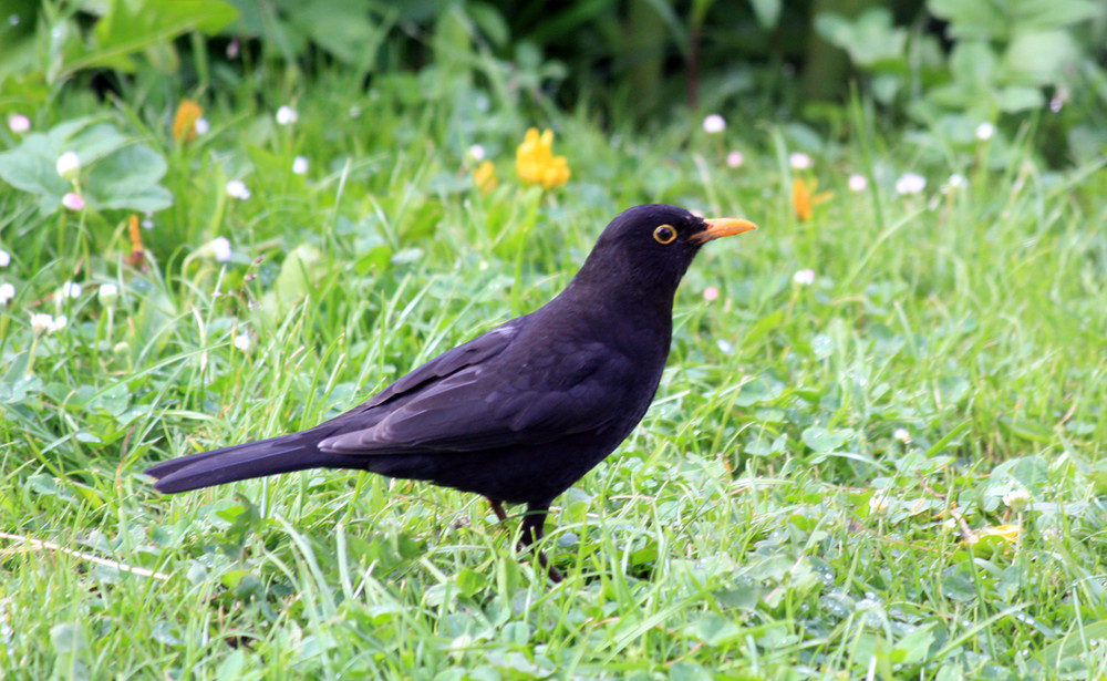 Die Amsel 3