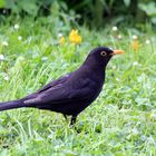 Die Amsel 3