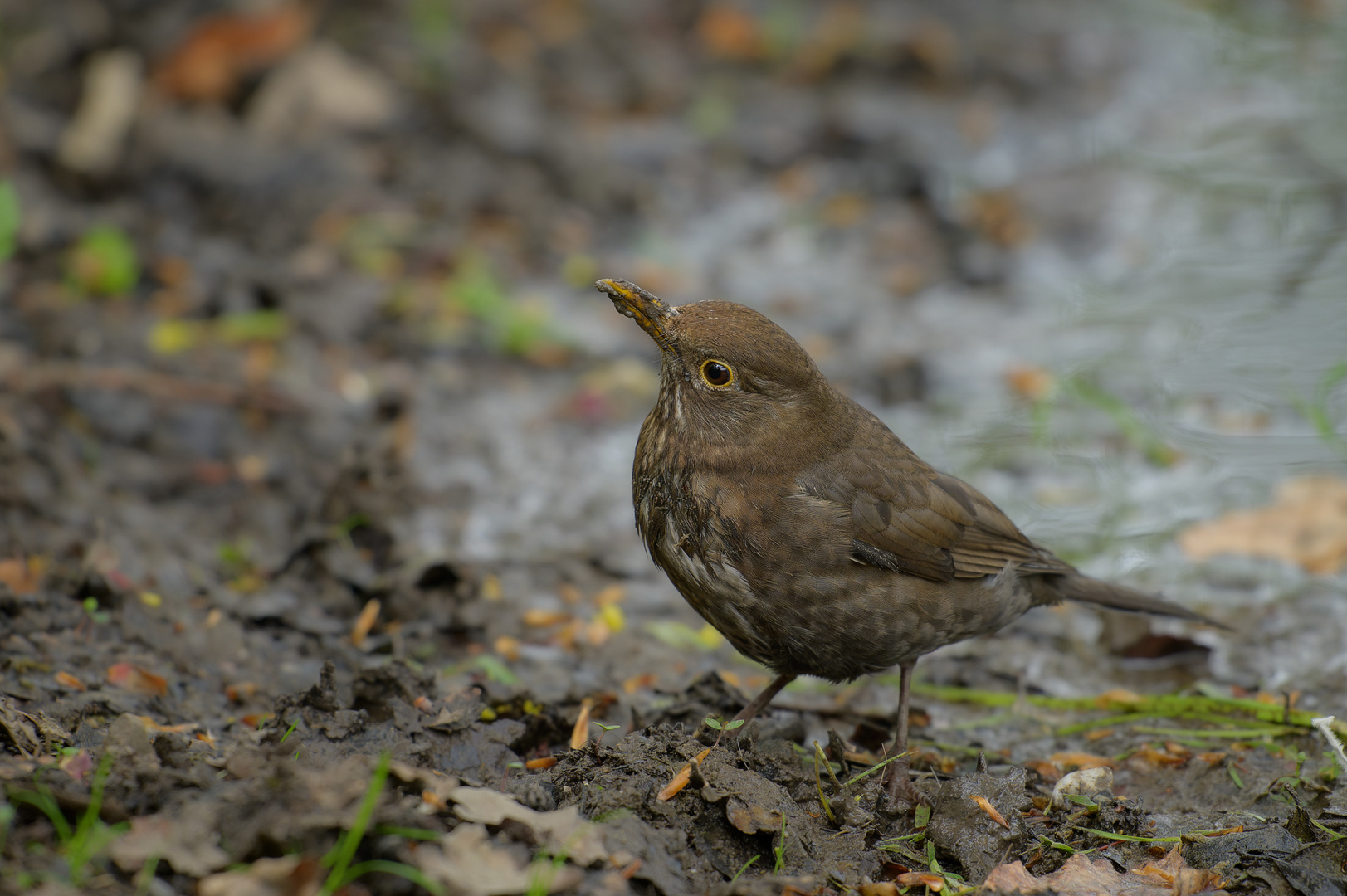 Die Amsel