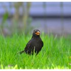 Die Amsel