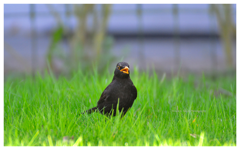 Die Amsel