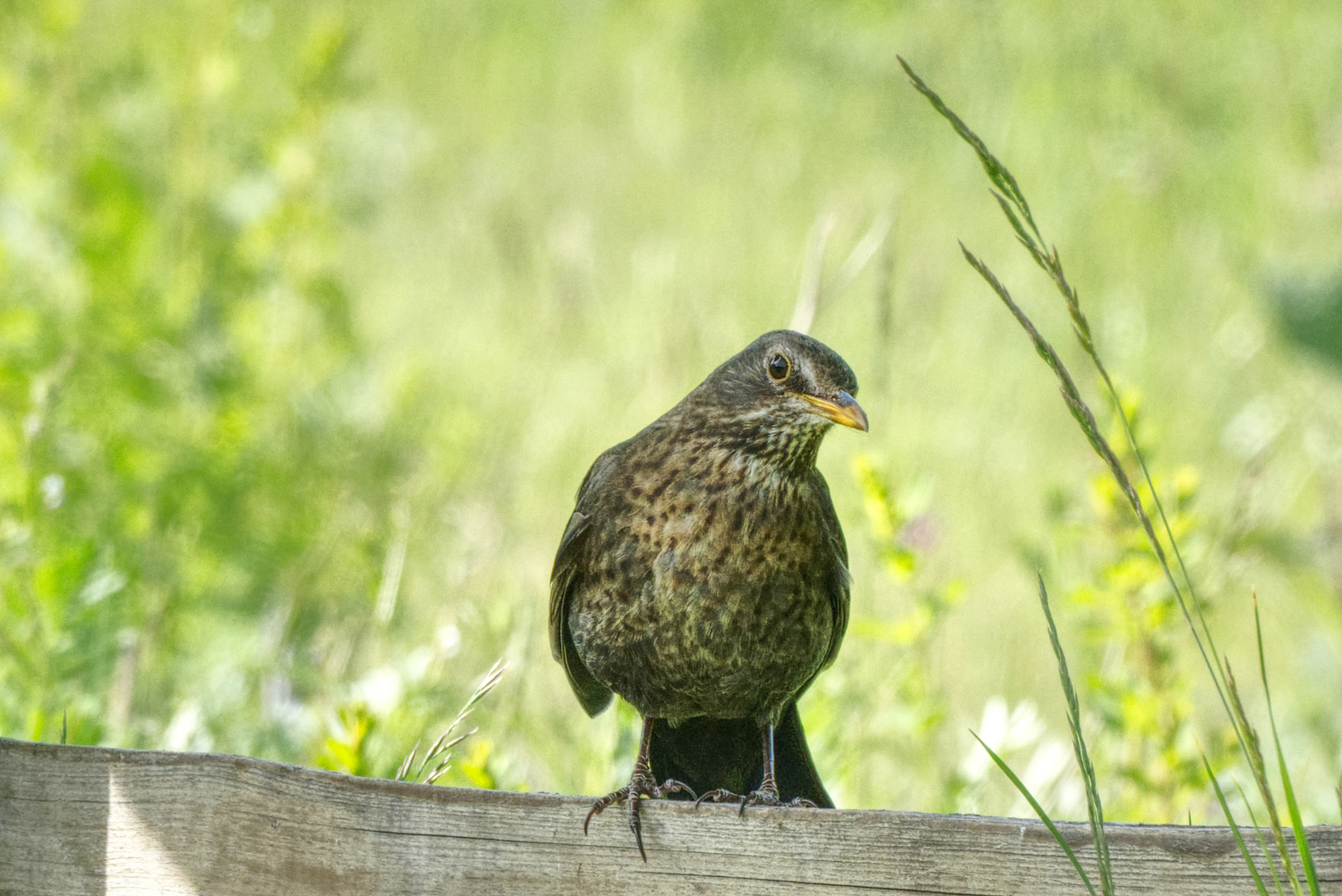 Die Amsel