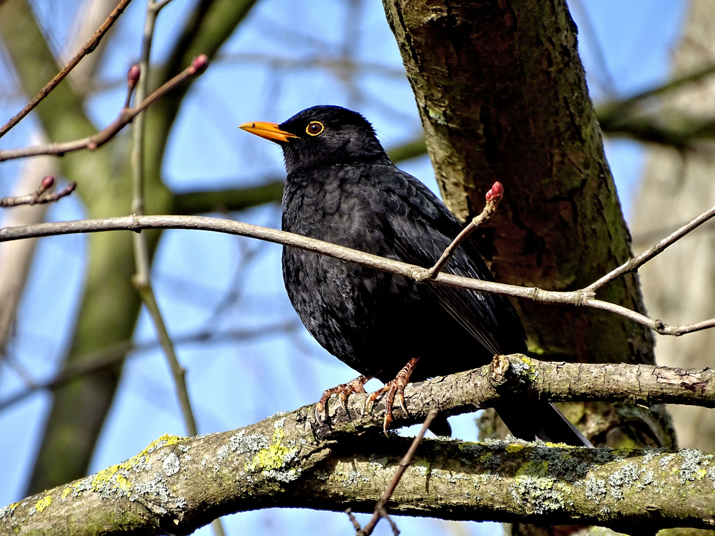 Die Amsel