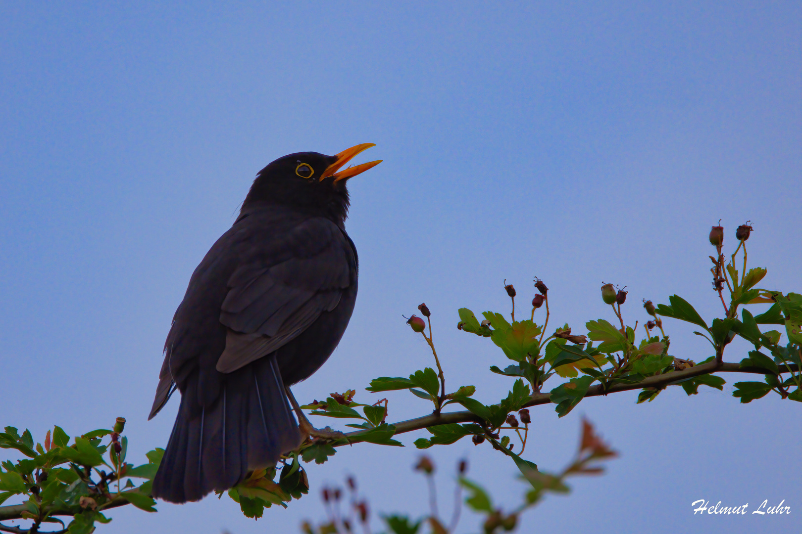 Die Amsel . . .