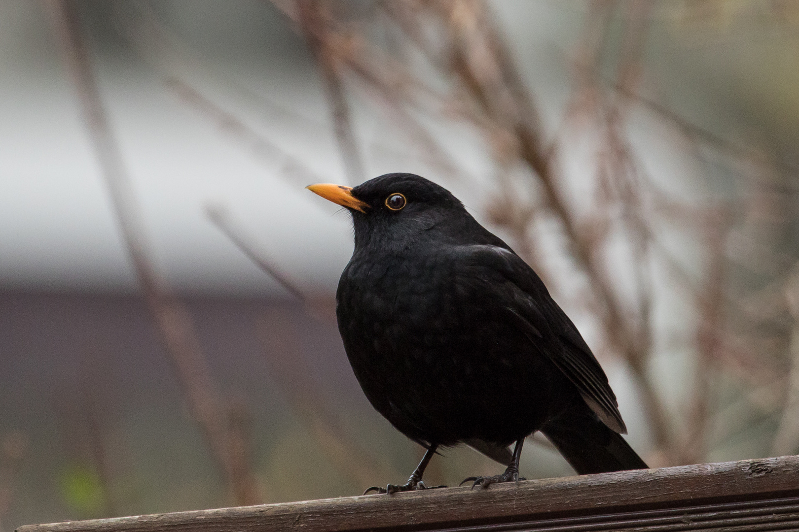 Die Amsel