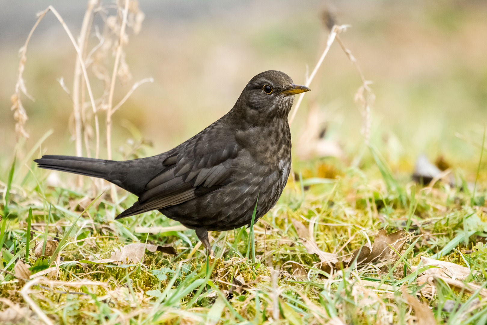 Die Amsel