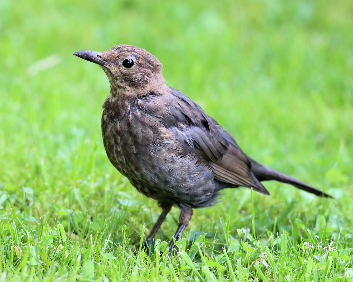 Die Amsel -5-